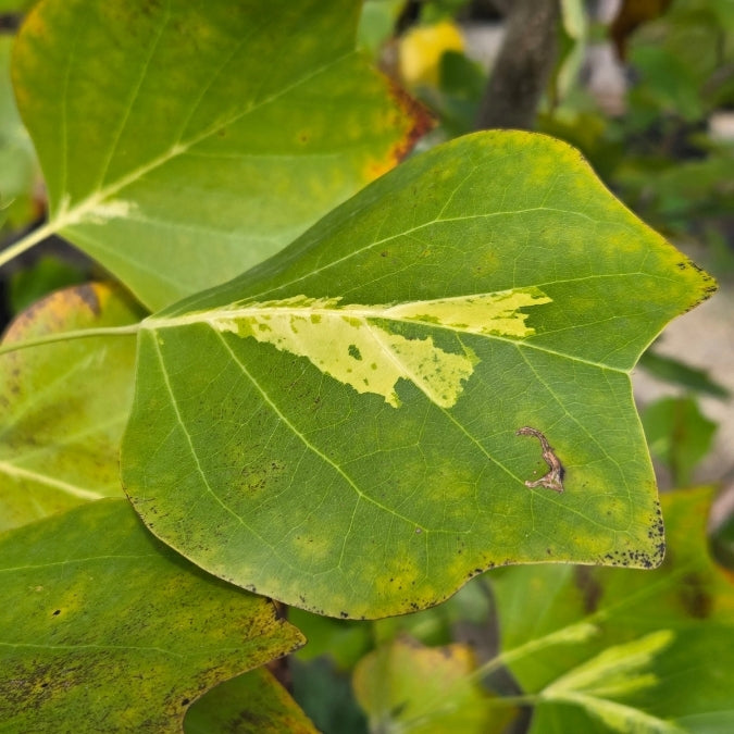 Liriodendron tulipifera 'Purgatory'