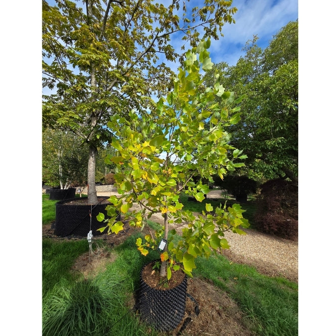Liriodendron tulipifera 'Purgatory'
