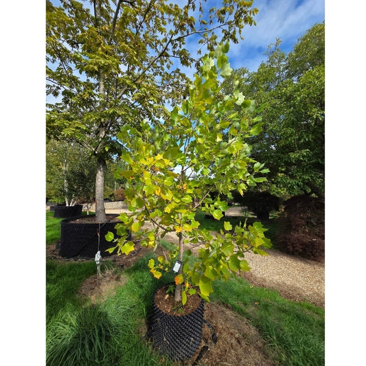 Liriodendron tulipifera 'Purgatory'