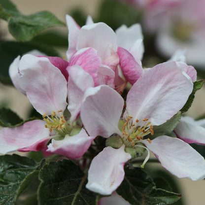 Malus d. 'Kidd's Orange Red'