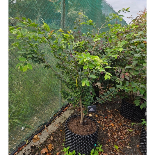 Parrotia subaequalis