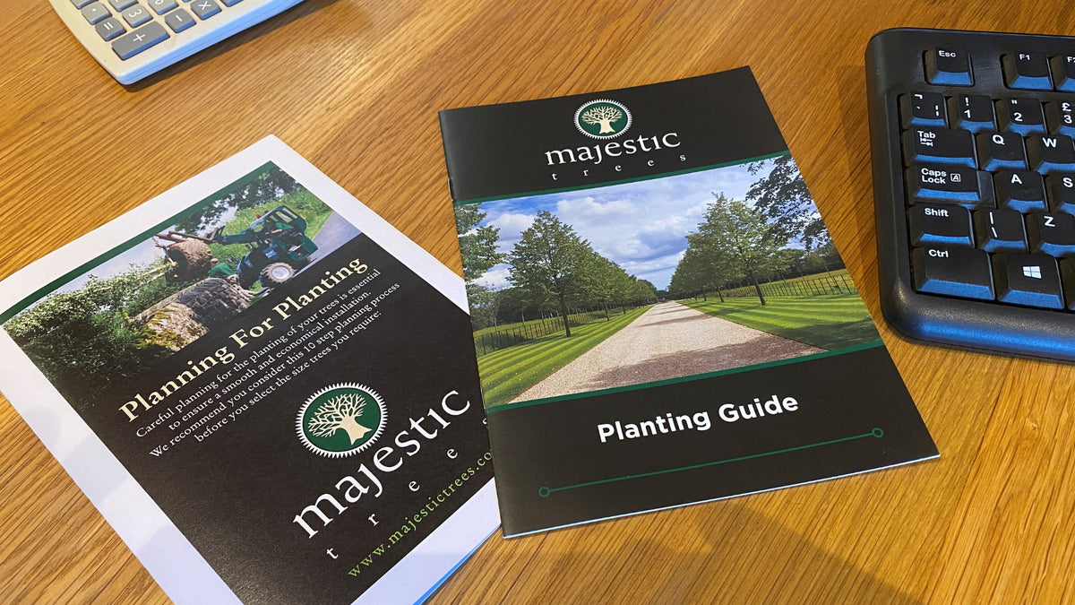10-Step Tree Planning Guide | Majestic Trees UK