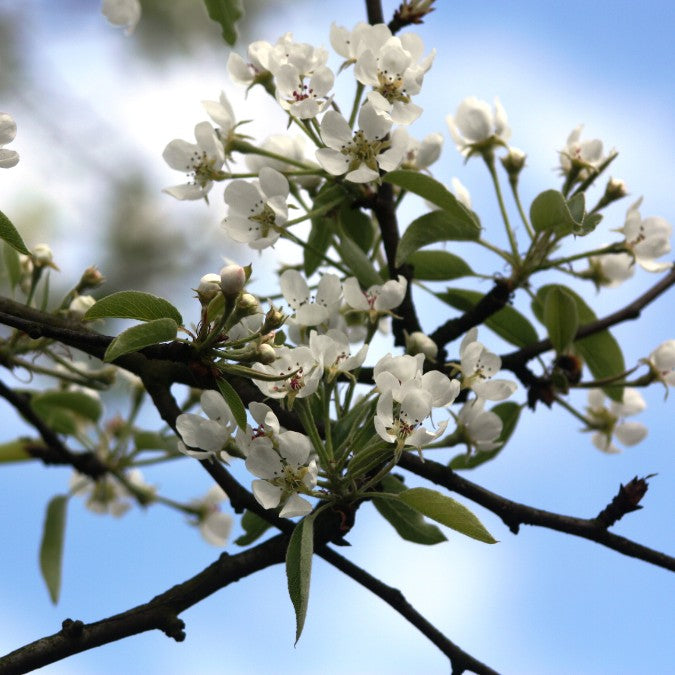 Pyrus com. 'Charneux'