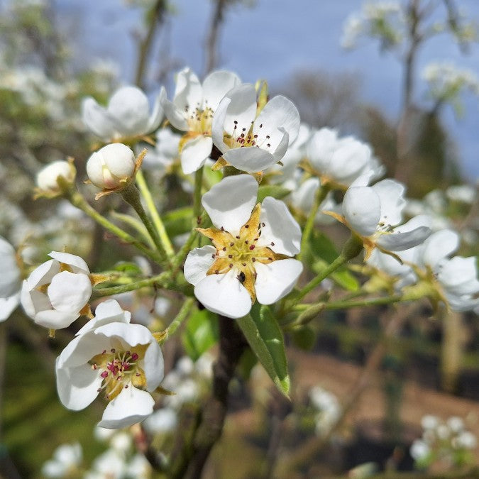 Pyrus com. 'Charneux'