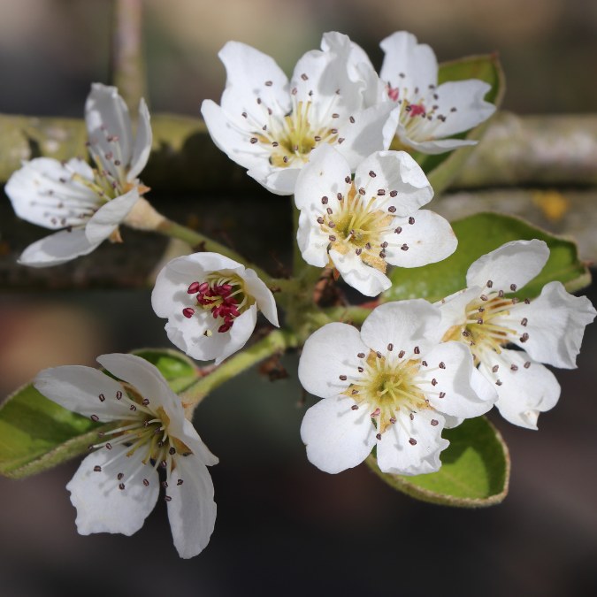 Pyrus com. 'Williams' (Pleached)