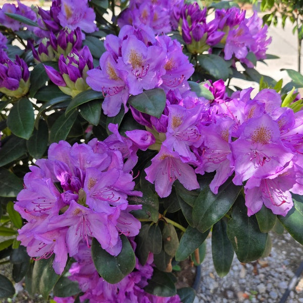 Rhododendron 'Catawbiense Grandiflorum'