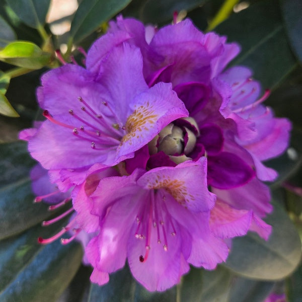 Rhododendron 'Catawbiense Grandiflorum'
