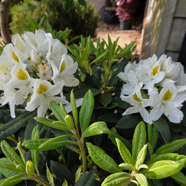 Rhododendron 'Madame Masson'
