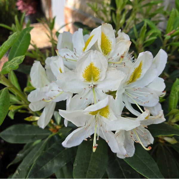 Rhododendron 'Madame Masson'