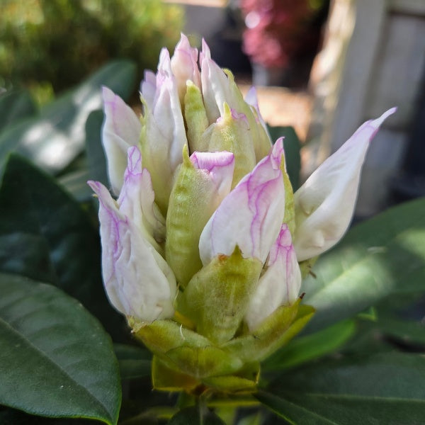 Rhododendron 'Madame Masson'