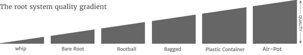 Tree Root Types & Quality | Why Roots Matter – Majestic Trees