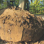 Rootball Trees Why Roots are so Important – Majestic Trees
