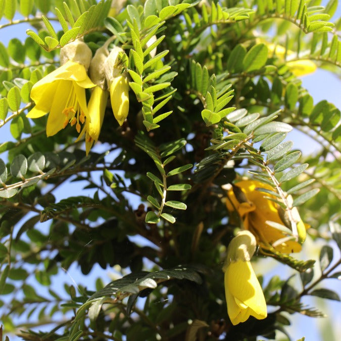 Sophora microphylla 'Sun King'