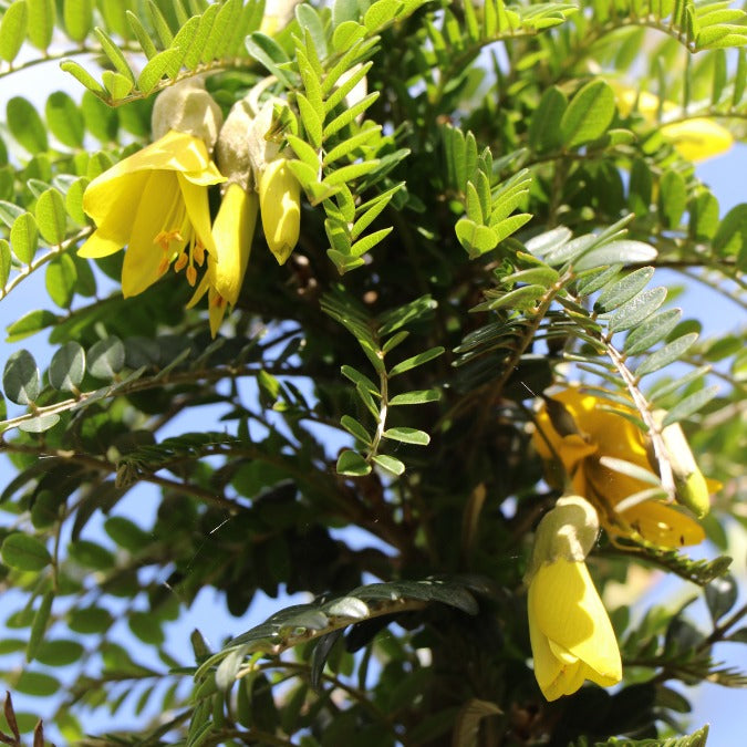 Sophora microphylla 'Sun King'