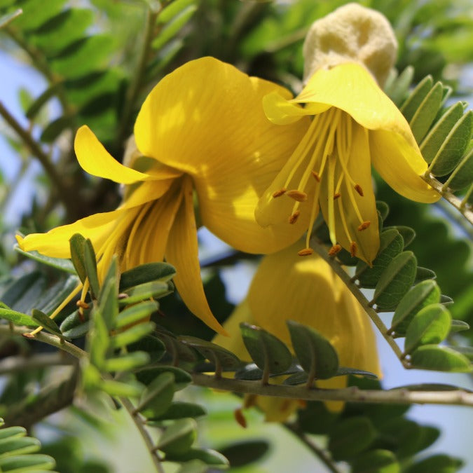 Sophora microphylla 'Sun King'