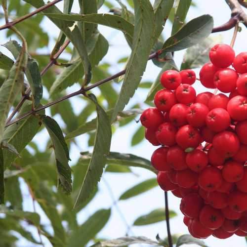 Sorbus aria 'Majestica'