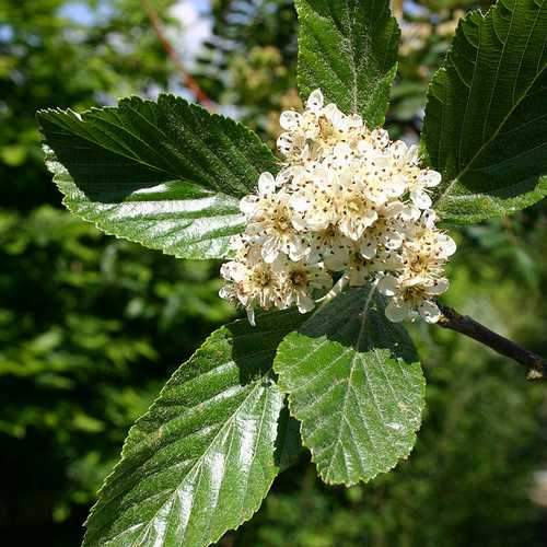 Sorbus aria 'Majestica'