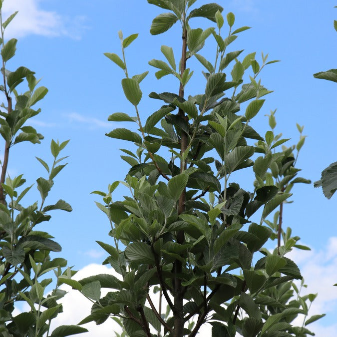 Sorbus aria 'Majestica'