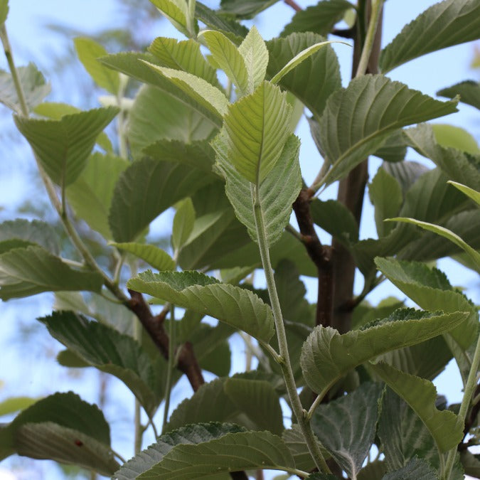 Sorbus aria 'Majestica'