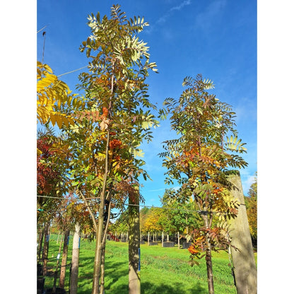 Sorbus 'Lombart's Golden Wonder'