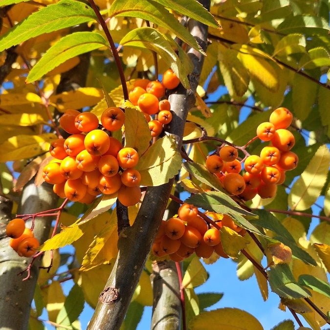 Sorbus 'Lombart's Golden Wonder'