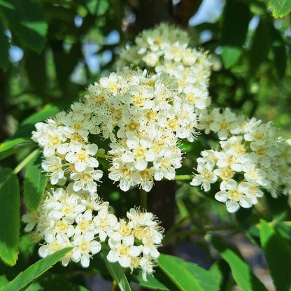 Sorbus 'Lombart's Golden Wonder'