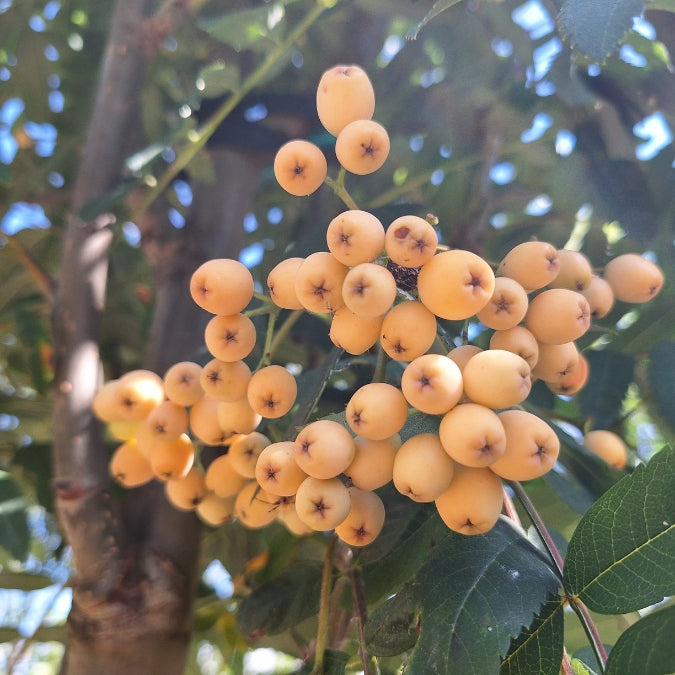 Sorbus 'Lombart's Golden Wonder'