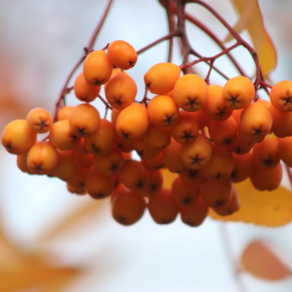 Sorbus 'Lombart's Golden Wonder'