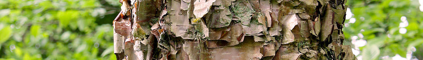 STOCKLIST – Majestic Trees