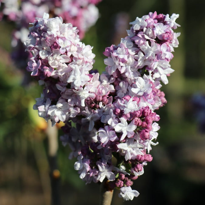 Syringa vulgaris 'Katherine Havemayer'