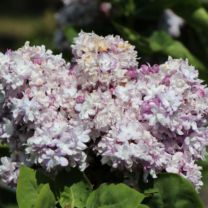 Syringa vulgaris 'Katherine Havemayer'