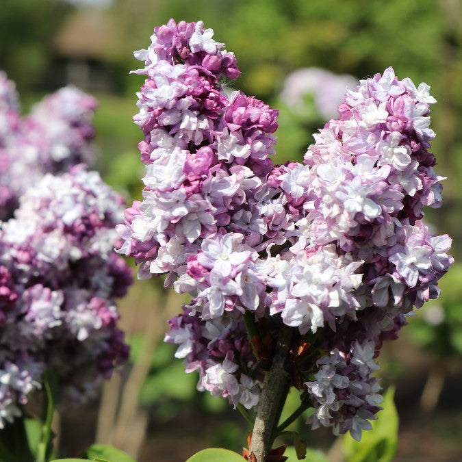 Syringa Tree Roots Syringa vulgaris 'Katherine Havemayer' – Majestic Trees