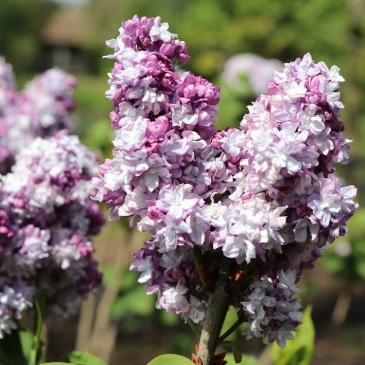 Syringa vulgaris 'Katherine Havemayer'