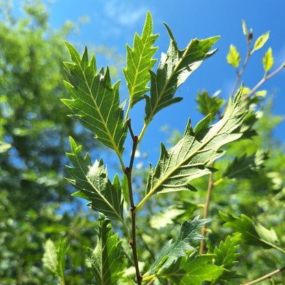 Zelkova × verschaffeltii