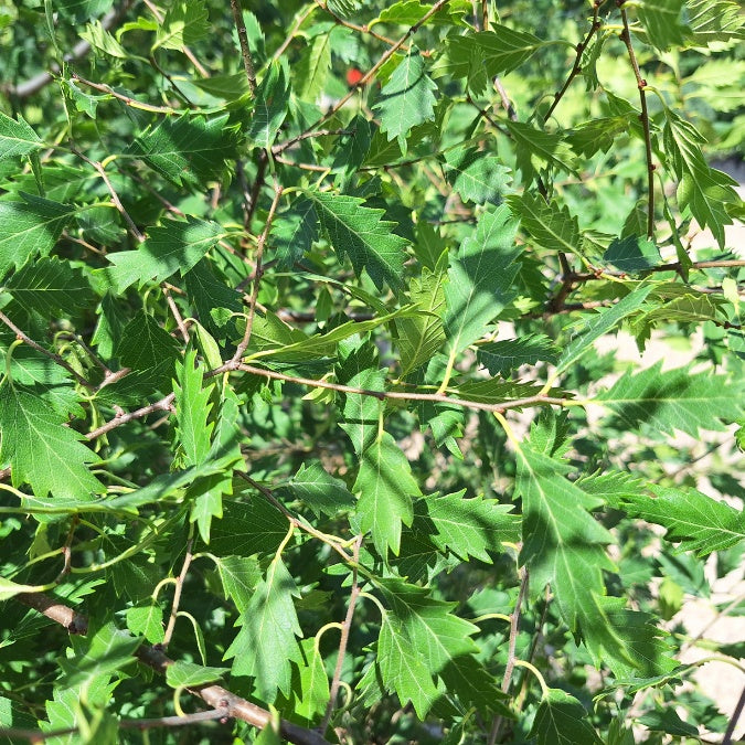 Zelkova × verschaffeltii