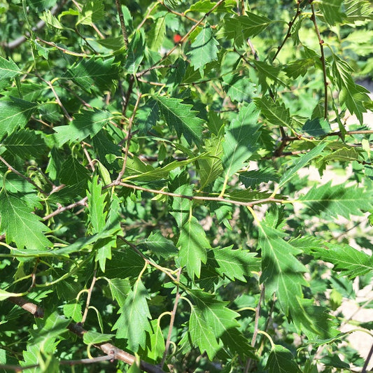 Zelkova × verschaffeltii